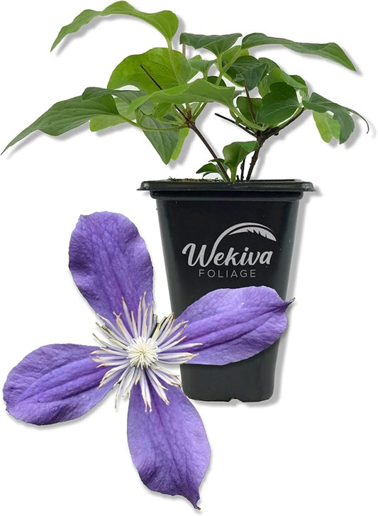 Clematis Arabella - Live Starter Plant in a 2 Inch Growers Pot - Starter Plants Ready for The Garden - Rare Clematis for Collectors
