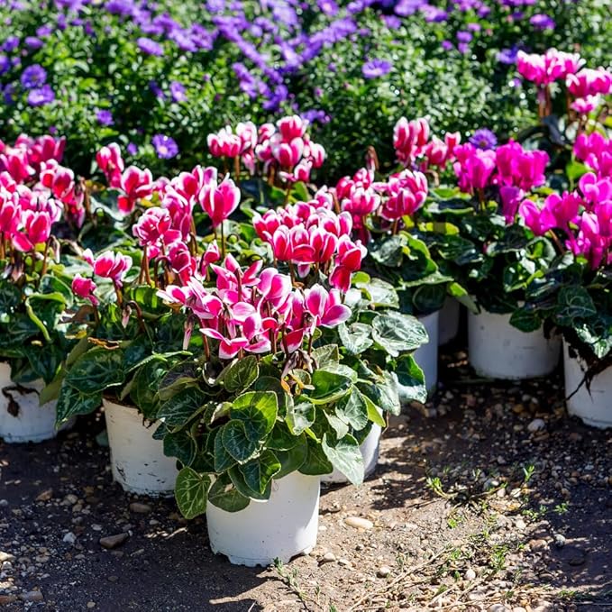 2 Pink Cyclamen Plants Live, Live Cyclamen Flower Plant, 4 Inc Pot
