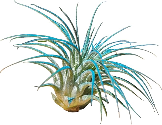 Rainforest Grown 3 Pack Ionantha Air Plants Assorted Sizes Color Pop Enhanced Coloring - Live Tillandsia - 1 to 3 inches â€“ Succulents 30 Day Guarantee