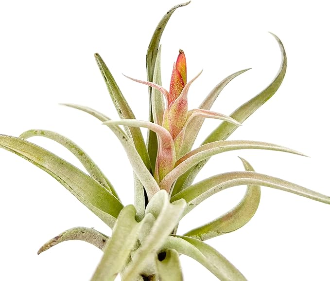 ragnaroc Air Plants - Flowering Tillandsia Harrisii, Large 3-5" - 1ct - Live Arrival Guaranteed - House Plants for Home Decor & Gift