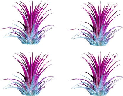 Air Plants - Tillandsia Ionantha - Organically Enhanced Color - Live Arrival Guaranteed - House Plants for Home Decor & Gift (2 Tone 4pk) (2 Tone 4pk Hydrangrea)