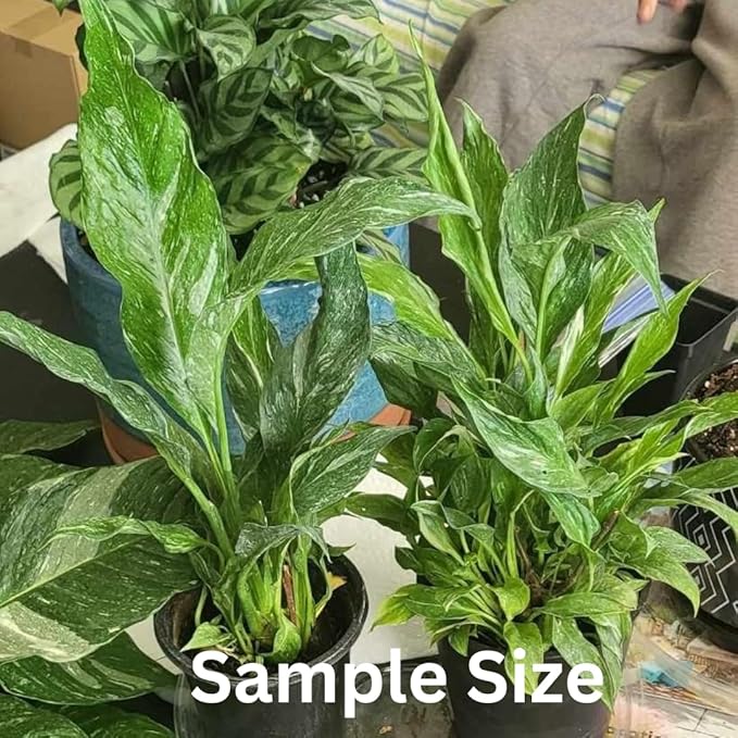 Peace Lily Plant Indoor Live, Well Rooted Peace Lily House Plant, White Flower, Plant Peace Lily Houseplant (Variegated)
