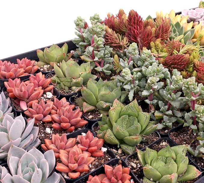 Mountain Crest Gardens Assorted Succulents Bulk Pack - 25 Live Plants in 2 Inch Pots - Real Indoor/Outdoor Succulents for DIY, Gifts, Weddings, and Home Decor