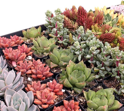 Mountain Crest Gardens Assorted Succulents Bulk Pack - 25 Live Plants in 2 Inch Pots - Real Indoor/Outdoor Succulents for DIY, Gifts, Weddings, and Home Decor