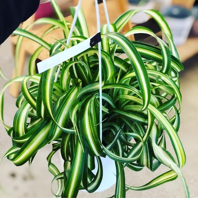 Live Variegated Curly Spider Plant 4 Inch Pot, Curly Spider Plant Live, Variegated Houseplant for Indoor Growth