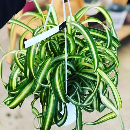 Live Variegated Curly Spider Plant 4 Inch Pot, Curly Spider Plant Live, Variegated Houseplant for Indoor Growth