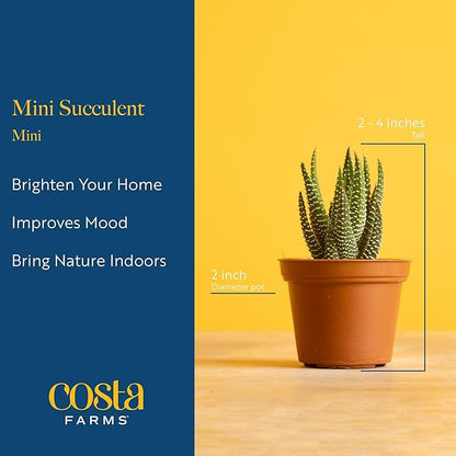 Costa Farms Mini Succulent Live Plant in Decorative Pot, Easy to Maintain Succulent Indoor Houseplant, Perfect for Home, Room, or Office Decor, Great House Warming or Birthday Gift, 2-3.5 Inches Tall