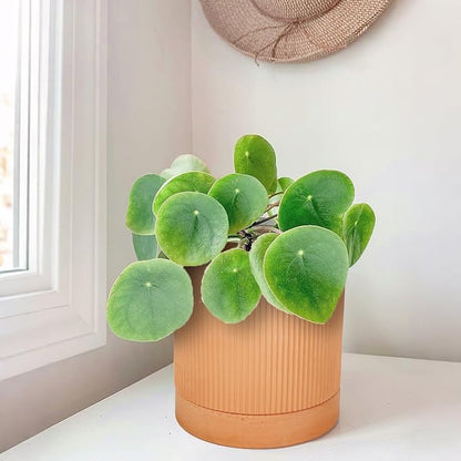 Small Modern Terracotta Pots, 4.2 Inch Ribbed Textured Clay Planter Pots with Drainage Hole & Saucer, Garden Pots for Indoor Plants Succulent, Cacti & Fern, Set of 2