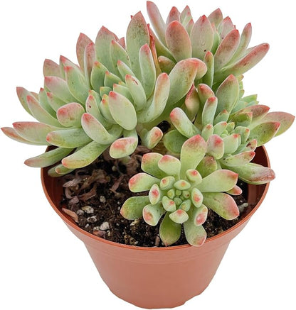 Live Succulent Plants Echeveria 'Blue Apples', Easy Care Potted Succulents in 4" Pots, Indoor Houseplant, Unique Gifts, Home Office Décor