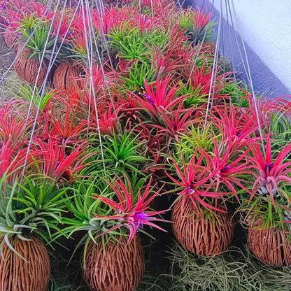 Air Plants Live Houseplants for Garden, 20 Tillandsia Air Plants Live, Purple Red Air Plant for Planting Gardening Outdoor, 2 to 3 Inc Long