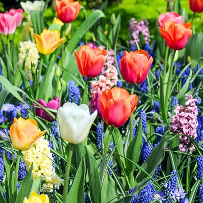 Flowers Bulbs for Fall Planting, Perennial Flower Bulbs, Early Spring Flower to Plant Outside, Colorful Blooms Groundcover Bulbs, Top Size (Multicolor)