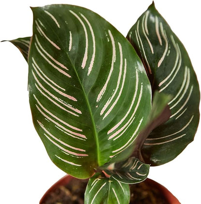 Calathea Ornata Live Plant for Indoor | Different Houseplants in 4'' & 6'' Pot | Real House Plant for Living Room, Office, Desk & Bathroom | Peacock Plant | Zebra Plant