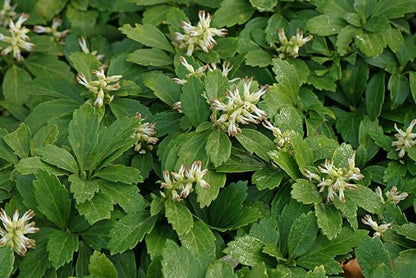 Greenwood Nursery: Live Ground-Cover Plants - Pachysandra Terminalis + Japanese Spurge - [Qty: 100 Bare Roots] - (Click for Other Available Plants/Quantities)
