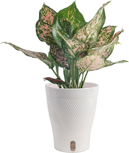 Costa Farms Trending Tropicals Aglaonema Live Indoor Plant, Self Watering Décor Plant Pot, 1 Foot Tall