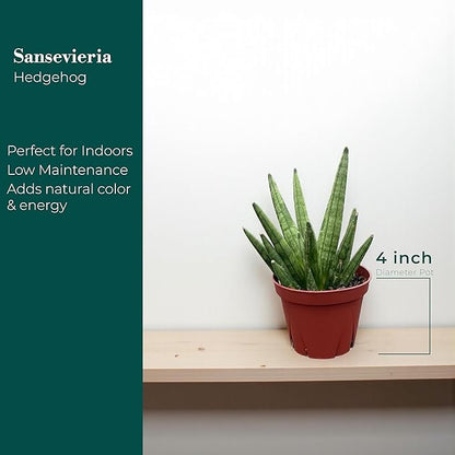CoollectivePlants Sansevieria Hedgehog – Live Snake Plant in 4″ Grower’s Pot, Compact Spiky Foliage, Easy Care Indoor Houseplant, Includes UniHeat Pack for Winter Protection