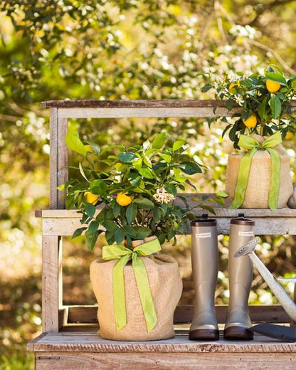 Sympathy Gift Meyer Lemon Tree, Live Fruit Tree That Bears Juicy, Sweet Lemons, Living Memorial Gift, Thoughtful Remembrance Keepsake by The Magnolia Company, No Ship to TX, LA, AZ, AL, CA