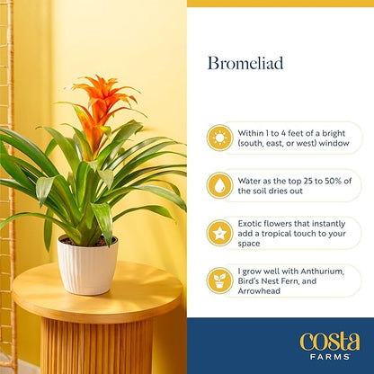 Costa Farms Bromeliad Live Plant in Decorative Pot, Flowering Indoor Houseplant, Perfect for Home, Room, or Office Decor, Great House Warming or Birthday Gift, 16-20 Inches Tall