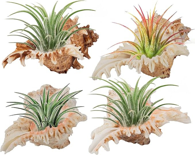 ANPHSIN 4 Pack Conch Sea Shell Air Plant Holders- 4-5 inches Natural Airplant Pot, Decorative Tillandsia Succulent Display Container for Gardening Housewarming Gifts Home Table Decors, No Plants