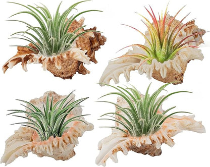 ANPHSIN 4 Pack Conch Sea Shell Air Plant Holders- 4-5 inches Natural Airplant Pot, Decorative Tillandsia Succulent Display Container for Gardening Housewarming Gifts Home Table Decors, No Plants