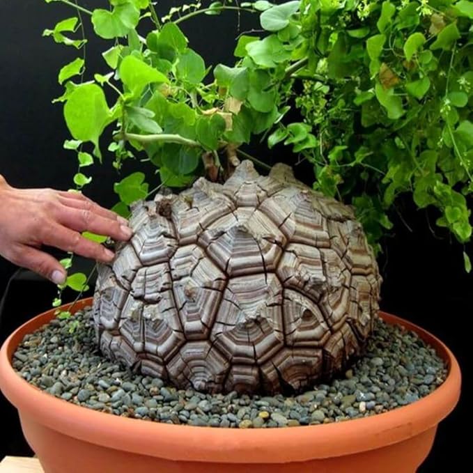 Starter Elephant's Foot Caudex Exotic Plant Live, Rare Houseplants in 3" Pot, Perennial Vine Live Plants Indoor Outdoor Ornamental and Planting