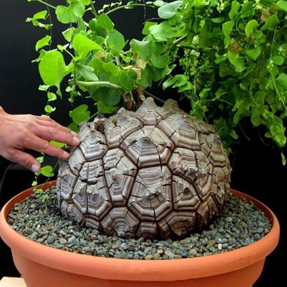 Starter Elephant's Foot Caudex Exotic Plant Live, Rare Houseplants in 3" Pot, Perennial Vine Live Plants Indoor Outdoor Ornamental and Planting