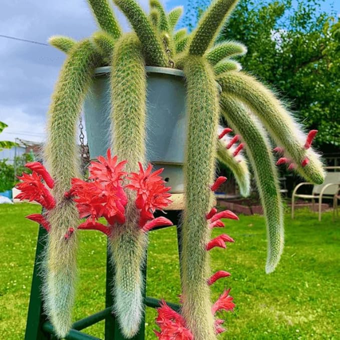 Monkey Tail Plant Cactus in 2" Pot, Starter Monkeys Tail Cactus Live Plant for Planting, Indoor Outdoor Décor, Fast-Growing Houseplant Succulent