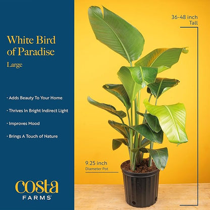 Costa Farms White Bird of Paradise Live Plant in Decorative Pot, Large Indoor Houseplant, Perfect for Home, Room, or Office Decor, Great House Warming or Birthday Gift, 3-4 Feet Tall