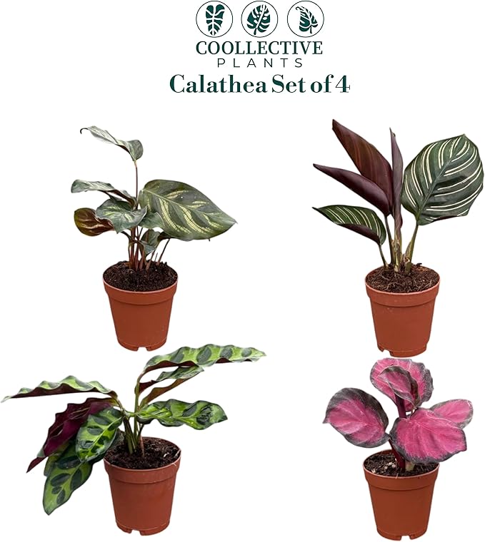 CoollectivePlants Calathea Plant Live Collection – Set of 4 Live Calathea Varieties in Grower’s Pots, Live Indoor Houseplants, Includes UniHeat Pack for Winter Protection
