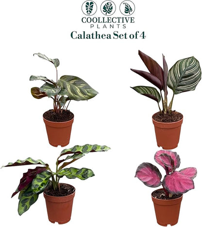 CoollectivePlants Calathea Plant Live Collection – Set of 4 Live Calathea Varieties in Grower’s Pots, Live Indoor Houseplants, Includes UniHeat Pack for Winter Protection