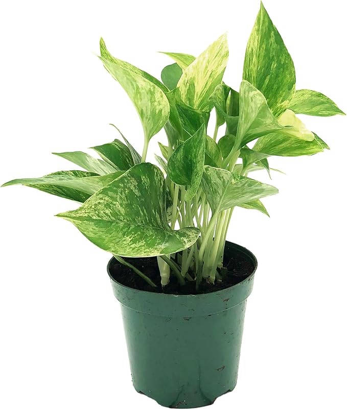 Live Pothos Plant - Epipremnum aureus ‘Marble Queen Pothos’ - ragnaroc Tropical Plant 5-8” Tall - 1ct Live Arrival Guaranteed - Low Maintenance House Plants for Home Decor & Gift