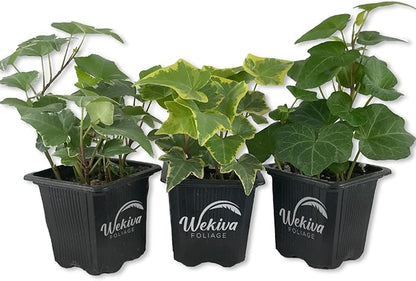 English Ivy Trio Variety - 3 Live Plants in 3 Inch Pots - Hedera Helix - Variegated, Golden, and Green English Ivy Indoor Houseplants