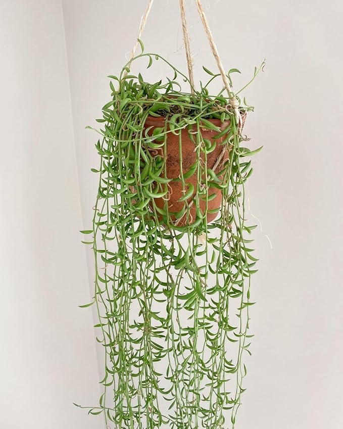 String of Pearls Plant Live 4 Inch Pot, Rare Succulents Plants in Hanging Baskets, Trailing Succulent Houseplant for Home Office (String of Banana)