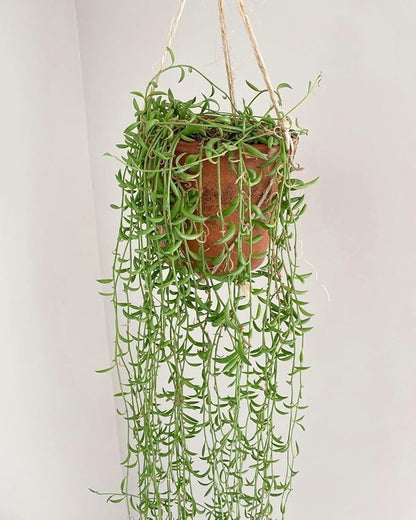 String of Pearls Plant Live 4 Inch Pot, Rare Succulents Plants in Hanging Baskets, Trailing Succulent Houseplant for Home Office (String of Banana)
