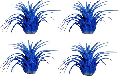Air Plants - Tillandsia Ionantha - Organically Enhanced Color - Live Arrival Guaranteed - House Plants for Home Decor & Gift (2 Tone 4pk) (2 Tone 4pk Blue Lagoon)