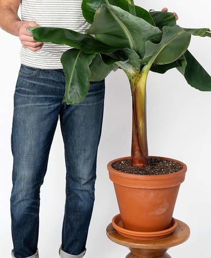 GARDENERA Banana Tree Potting Soil - Professional Grade Mix for Growing Delicious Bananas - Enhanced with Essential Nutrients for Bountiful Harvests (3 Quart)