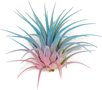 Ionantha Guatemala Tillandsia Air Plant, Guatemala Tillandsia Live Airplant, Healthy Arrival Guaranteed, Great Indoor Plant, Home Decor & Gift (Rainbow #4)