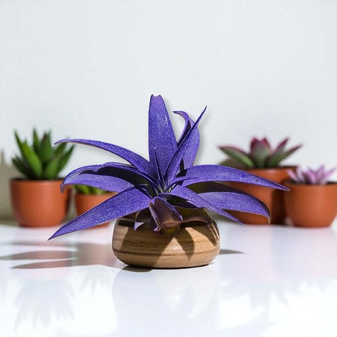 Rainforest Grown Capitata Turquoise Enhanced Air Plant - Live Tillandsia - 5 to 8 inches - 30 Day Guarantee