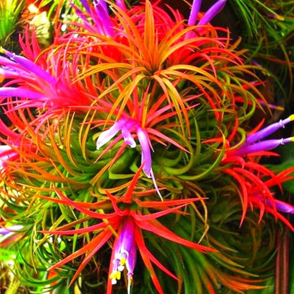 Air Plants Live Houseplants for Garden, 20 Tillandsia Air Plants Live, Purple Red Air Plant for Planting Gardening Outdoor, 2 to 3 Inc Long