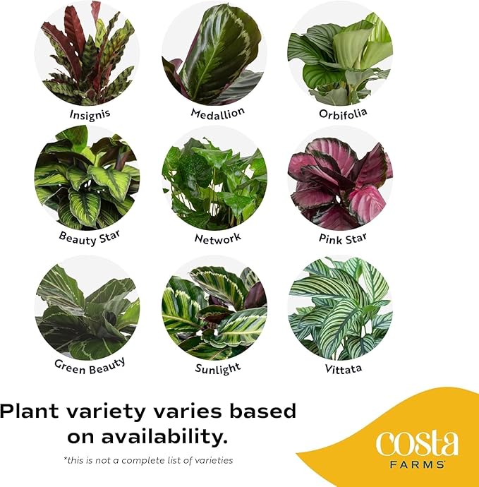 Costa Farms Calathea Live Plant in Decorative Pot, Indoor Houseplant, Assorted Variety, Perfect for Home, Room, or Office Decor, Great House Warming or Birthday Gift, 12-18 Inches Tall