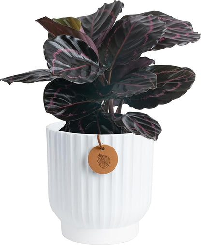 Costa Farms Calathea Dottie Live Plant in Self Watering Pot, Indoor Houseplant, Perfect for Home, Room, or Office Decor, Great House Warming or Birthday Gift, 12-18 Inches Tall