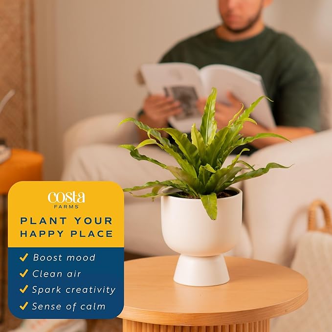 Costa Farms Bird's Nest Fern Live Plant in Decorative Pot, Air Purifying Indoor Houseplant, Perfect for Home, Room, or Office Decor, Great House Warming or Birthday Gift, 12-18 Inches Tall