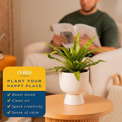 Costa Farms Bird's Nest Fern Live Plant in Decorative Pot, Air Purifying Indoor Houseplant, Perfect for Home, Room, or Office Decor, Great House Warming or Birthday Gift, 12-18 Inches Tall