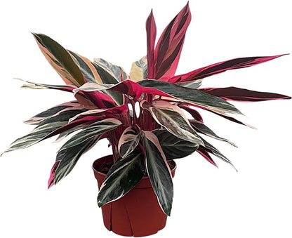 CoollectivePlants Stromanthe Triostar – Live Plant in 6″ Grower’s Pot, Easy Care and Low Maintenance Indoor Houseplant, Includes UniHeat Pack for Winter Protection