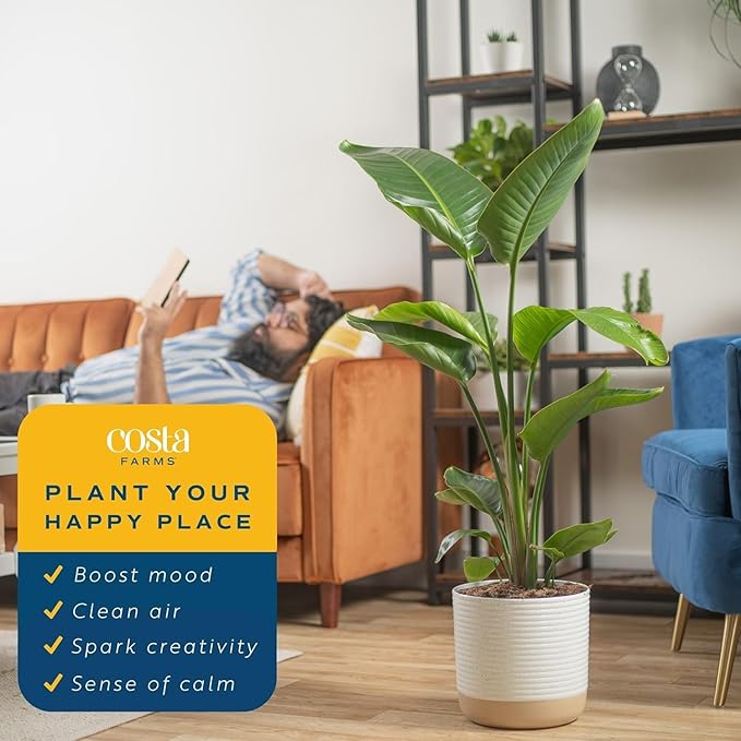 Costa Farms White Bird of Paradise Live Plant in Decorative Pot, Large Indoor Houseplant, Perfect for Home, Room, or Office Decor, Great House Warming or Birthday Gift, 3-4 Feet Tall