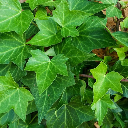 English Ivy Live Plant, Perennial English Ivy Vine Live Plant in Pot, 4 to 8 Inches Tall