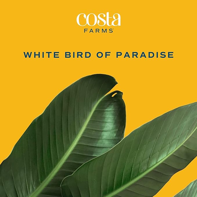 Costa Farms White Bird of Paradise Live Plant in Decorative Pot, Large Indoor Houseplant, Perfect for Home, Room, or Office Decor, Great House Warming or Birthday Gift, 3-4 Feet Tall