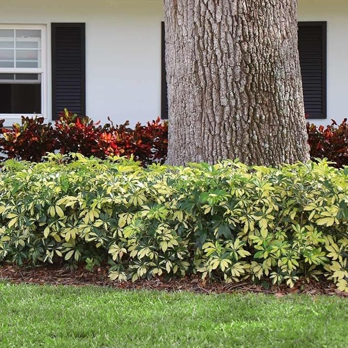 Arboricola Variegated Schefflera Trinette I 10 Live Plants I Vibrant Green & Yellow Foliage, Easy-Care Indoor & Outdoor Plant, Air-Purifying, Ideal for Home