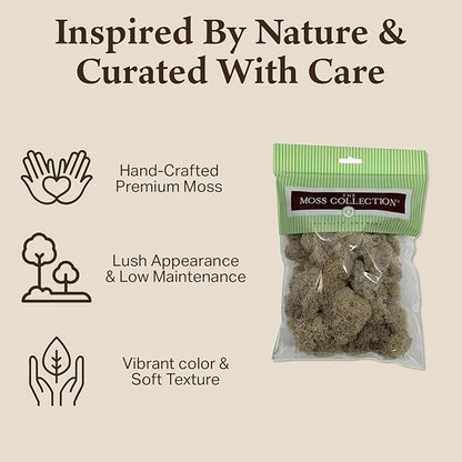 Quality Growers - Preserved Reindeer Moss - Moss for Crafts, Home Decor, Art, Design & DIY Projects - Non-Toxic - USA Made (Natiural, Small, 2-Pack)
