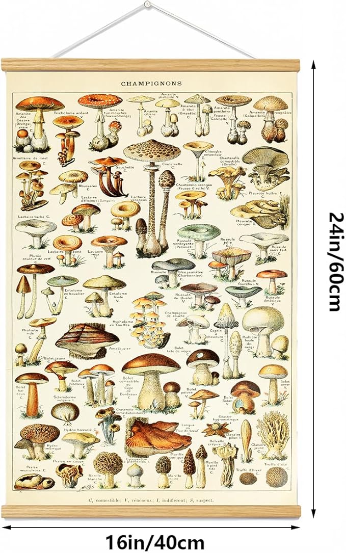 Vintage Flowers Poster Hanger Frame, Plant Floral Reference Chart Wall Decor Cottagecore Room Decor Aesthetic, Retro Style Wall Decor Art Painting Prints. (mushroom A, 24L x 16W)