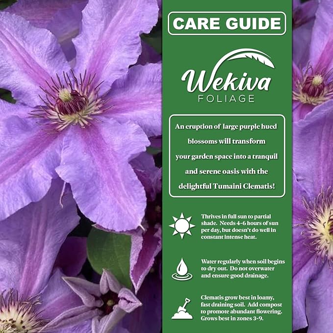 Clematis Tumaini - 3 Live Starter Plants in 2 Inch Growers Pots - Starter Plants Ready for The Garden - Rare Clematis for Collectors